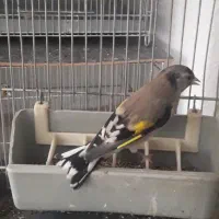 سهره ماده سیاه سر|پرنده|پردیس, فاز ۹|دیوار