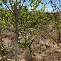 اجاره-ی-باغ-برای-روز-13