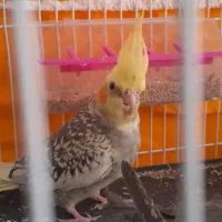 عروس هلندی|پرنده|تربت‌حیدریه, باغ سلطانی|دیوار