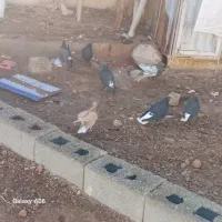 کفتر همه باهم دونه ای200|پرنده|کرمان, |دیوار