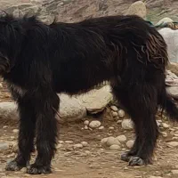 معاوضه یا فروش|سگ|اهواز, فاز ۲ پادادشهر|دیوار