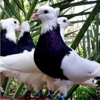۱۰ عدد کفتر رنگی پرشی