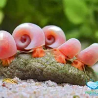 فروش گیاه و گوپی آکواریومی