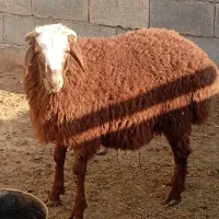 بره همو نر|حیوانات مزرعه|آشخانه, |دیوار