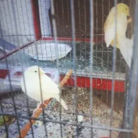 قناری|پرنده|تربتحیدریه, ترمینال|دیوار