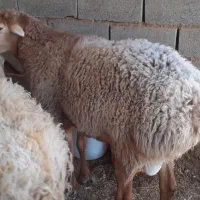 شیشک چینی و بره ماده سبک بزغاله بره چاق ۴میش تخم