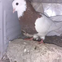 طوقی ۶ دانگ|پرنده|چالوس, |دیوار