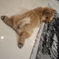 سگ چاوچاو|سگ|تهران, بازار|دیوار