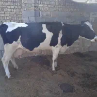 گاو و گوساله|حیوانات مزرعه|اصفهان, رهنان|دیوار