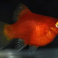 آکواریوم نمو گوپی آنجل اسکار فایتر سیچلاید دیسکاس|ماهی|همدان, |دیوار