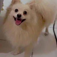 پانسیون سگ و گربه