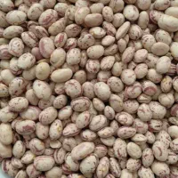 لوبیا چیتی امسال