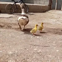 غاز|حیوانات مزرعه|سرپل ذهاب, |دیوار