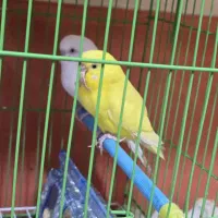 ۳ عدد مرغ عشق نر و ماده
