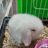 فوری خرگوش لوپ با قفس و تجهیزات نو