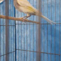 قناری نر بخون|پرنده|بندرعباس, |دیوار