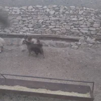 گوسفندبزغاله گوشتی