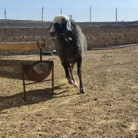 قوچ|حیوانات مزرعه|پیشخور, |دیوار
