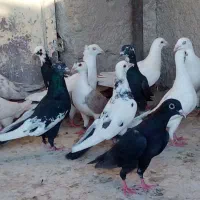 کفتر|پرنده|شیراز, دارالرحمه|دیوار