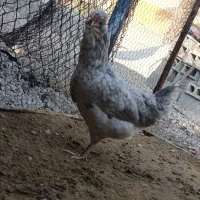 جوجه گلین|حیوانات مزرعه|خورموج, |دیوار