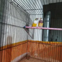 فنچ گلدین|پرنده|قرچک, باقرآباد|دیوار