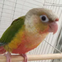 جوجه گرینچیک شاه تخم ۲ ماهه