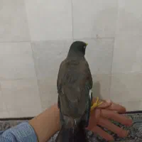 مرغ مینا|پرنده|سیرجان, |دیوار