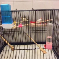 4 عدد فنچ نر با قفس سایز بزرگ|پرنده|تهران, پاسداران|دیوار