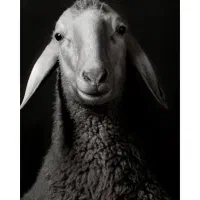 فروش گوسفند زنده سالم و آماده ذبح