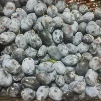 آلو خرمایی