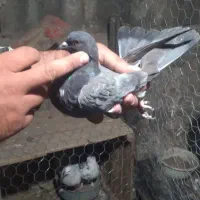 کفتر خوب درجه یک ۶عددیک میلیون|پرنده|مشگین شهر, |دیوار