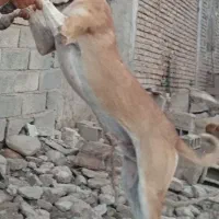 توله خراسانی|سگ|گنبد کاووس, |دیوار