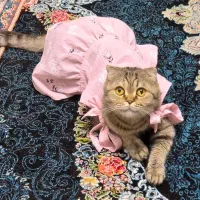 لباس سگ و گربه نو