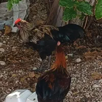 خروس