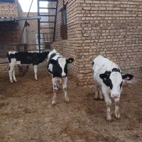 گوساله نرهلشتاین