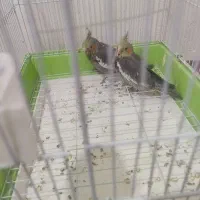 جوجه عروس هلندی سرلاک خور|پرنده|کنگاور, |دیوار