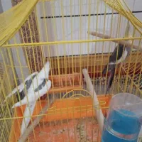فروش عروس هلندی