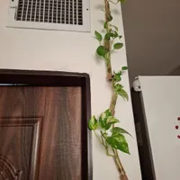 کار دست جای گل|گل و گیاه طبیعی|تهران, بهارستان|دیوار