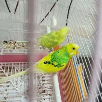 مرغ عشق اسطوره|پرنده|کرمان, |دیوار