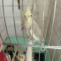 یه جفت عروس هلندی مولد+جوجه۴ماهه
