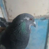 کبوتر
