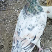کفتر|پرنده|یزد, |دیوار