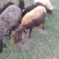 یک عددگوسفندبره داربره ماده|حیوانات مزرعه|بندر ترکمن, |دیوار