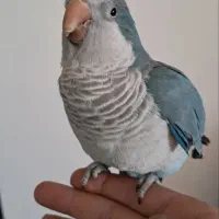 راهب بلواسکای