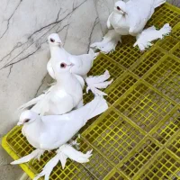 کبوتر قرمز گوزوقره گوز