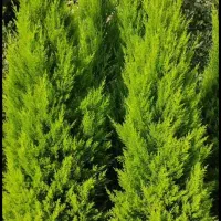 فروش ویژه سرولاوسون کامیس یاس هلندی|گل و گیاه طبیعی|نشتارود, |دیوار