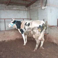 گاو بدون گوساله 30کیلو شیر