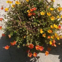 فروش انواع گلهای طبیعی|گل و گیاه طبیعی|بندر گناوه, |دیوار