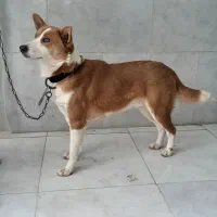 سگ هاسگی|سگ|تهران, میرداماد|دیوار