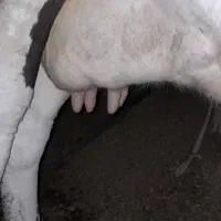 با سلام یک عدد گاو سیمینتالاصل|حیوانات مزرعه|میانه, |دیوار